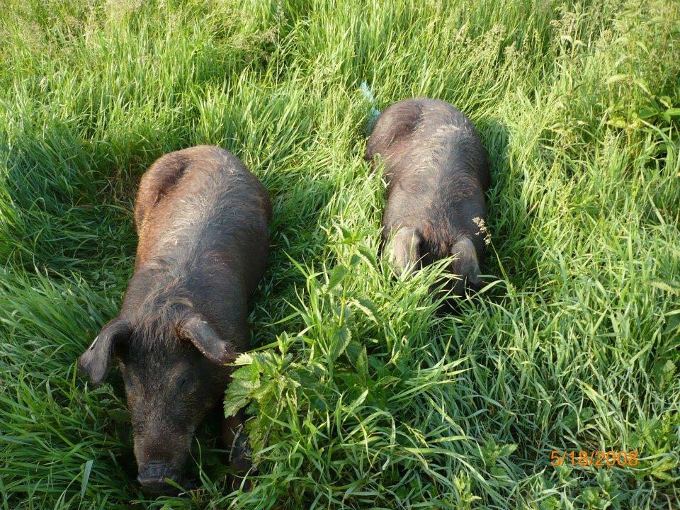 nebunie - grohaitorii !!!